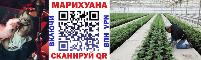 Конопля гибрид  Бежецк 